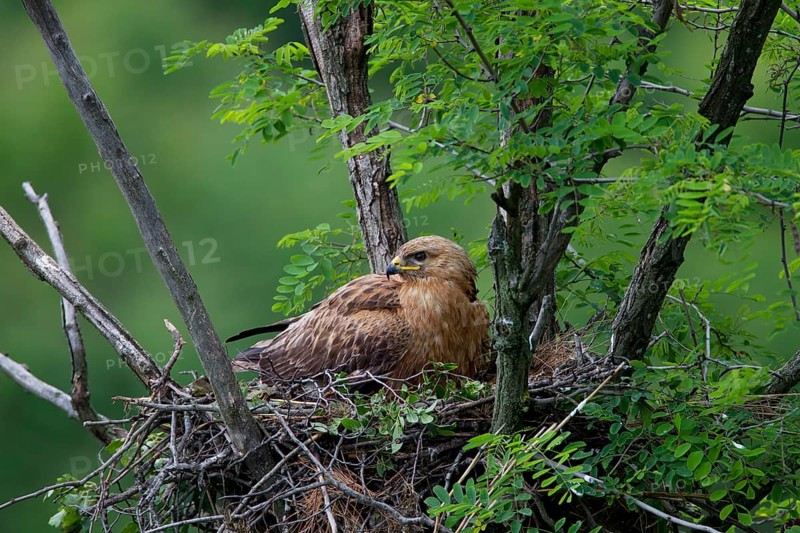 Long-legged Buzzard (Buteo Rufinus)