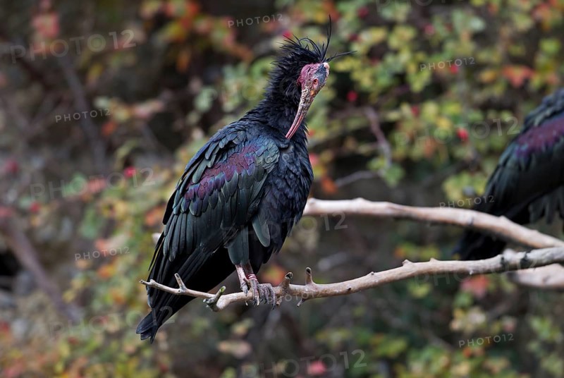 Northern Bald Ibis (Geronticus eremita)