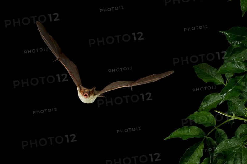 Lesser Mouse-eared Bat (Myotis blythii) in flight