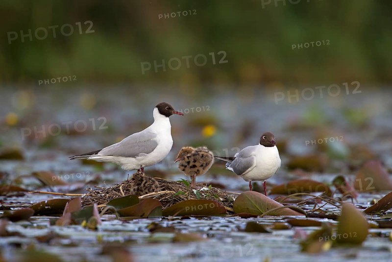 Black-headed Gulls (Larus ridibundus) with chicks on a nest