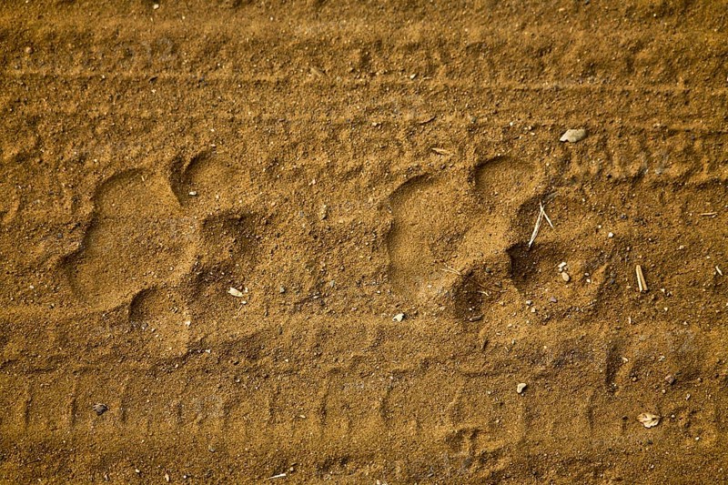 Paw prints of a tiger
