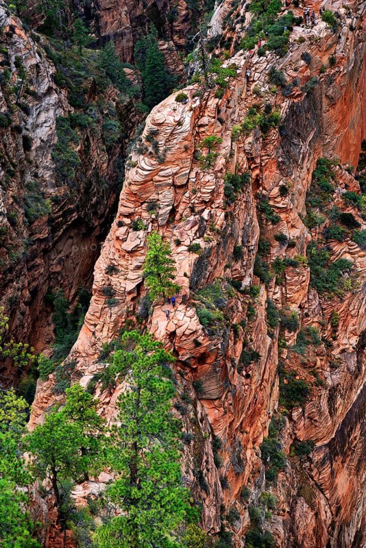 Hikers on the trail on the Angels Landing rock formation with sheer cliffs on either side