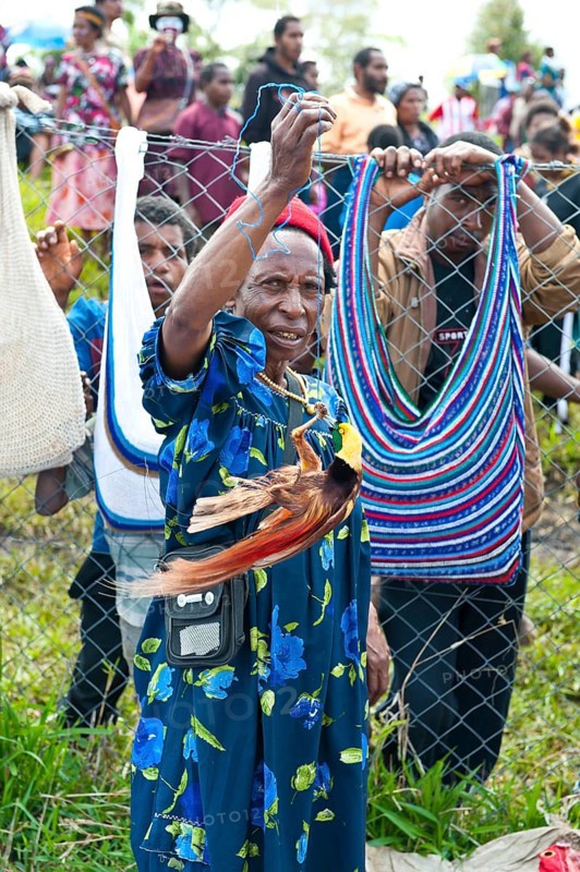 A Bird-of-Paradise (Paradisaeidae) as amusement for spectators at the traditional sing-sing gathering