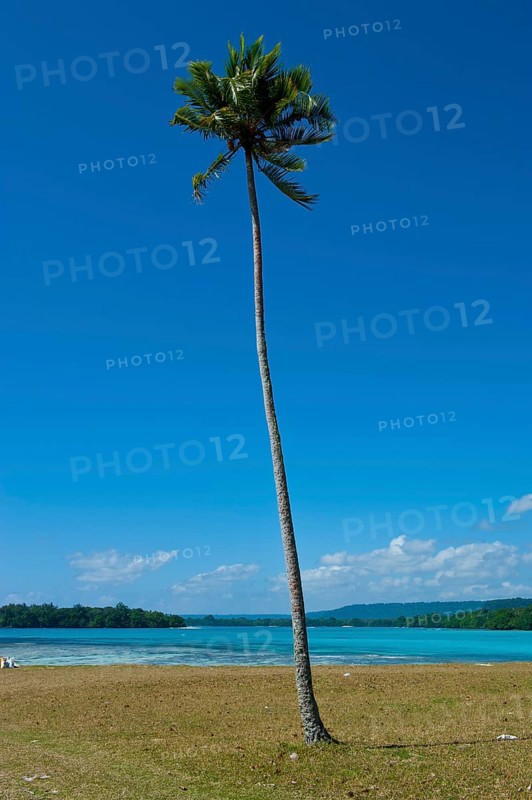 Palm tree