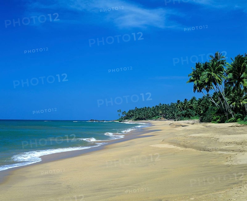 Sandy beach and palm trees