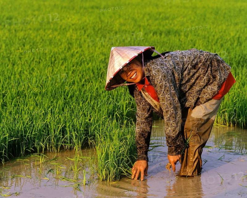 Female worker in a rice paddy