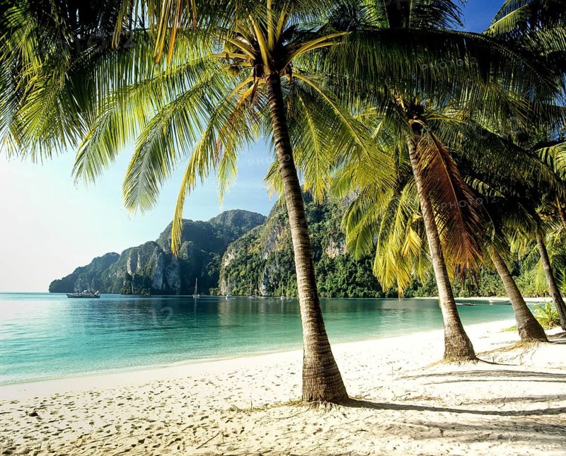 Palm trees on the beach