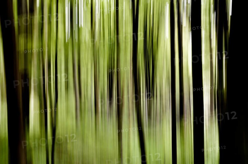 Beech forest