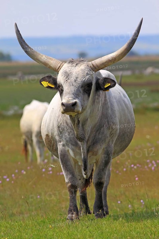 Hungarian Grey Cattle or Hungarian Steppe Cattle (Bos primigenius taurus)