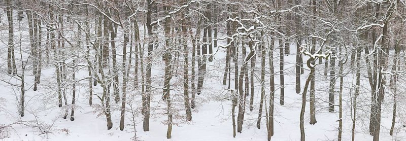 Panoramic view