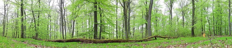 Panoramic view
