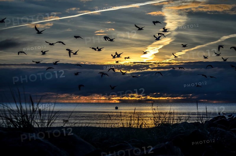 Seagulls against the light of the morning sun above the beach