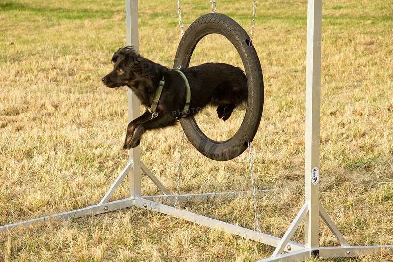Dog jumping through a hoop during agility training