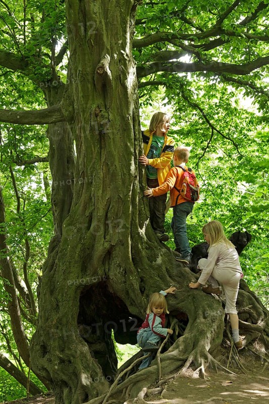Children playing on an old tree