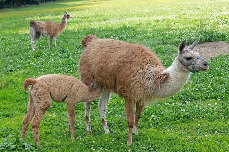 Llama (Lama glama) with a cria