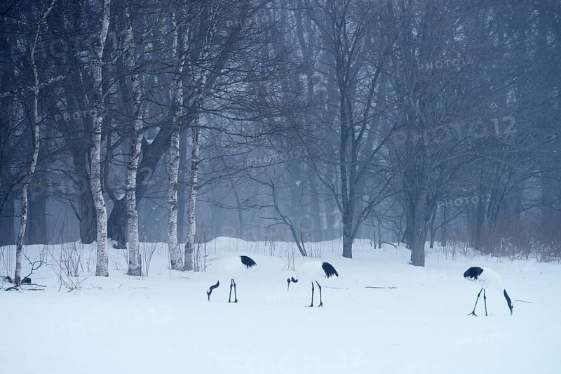 Flock of Red-crowned Cranes