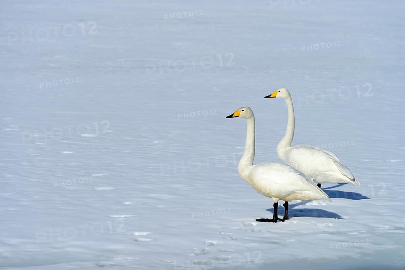 A pair of whooper swans (Cygnus cygnus) standing on a frozen lake