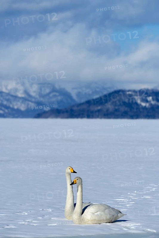 A pair of whooper swans (Cygnus cygnus)