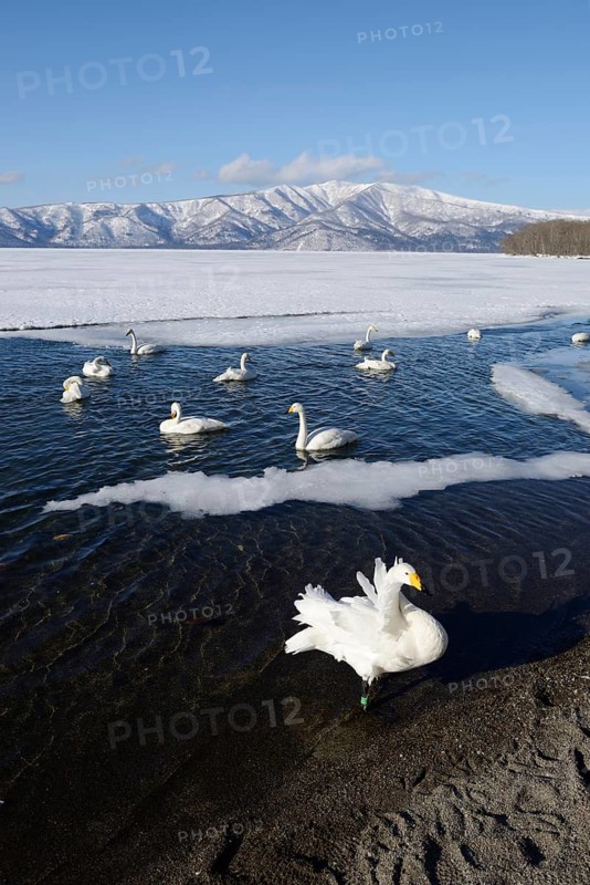 Whooper swans (Cygnus cygnus)