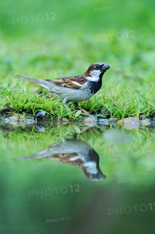 House Sparrow (Passer domesticus) with its reflection in the water