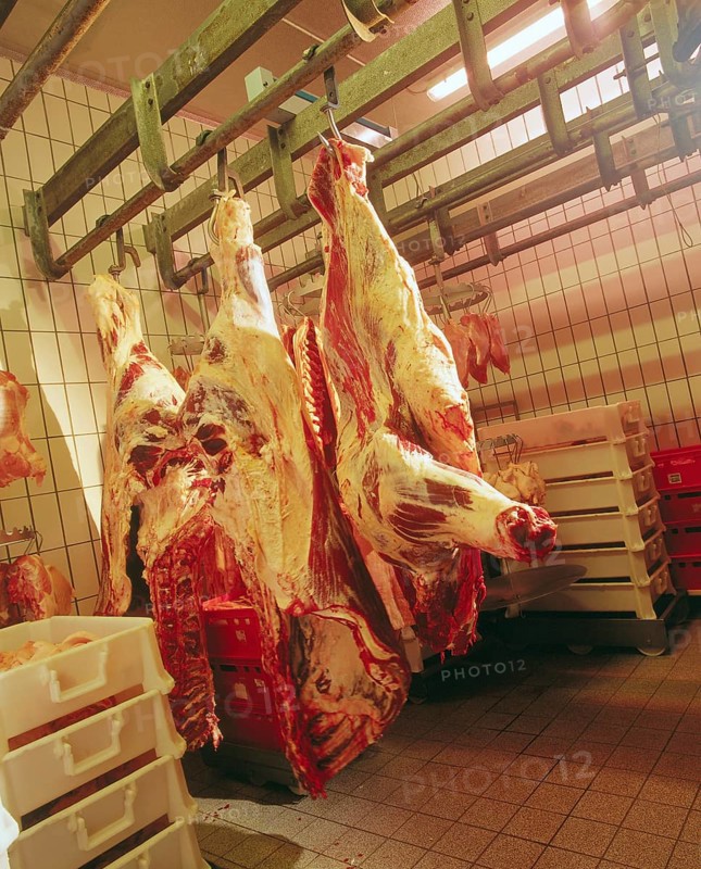 Suspended pig carcasses at a slaughterhouse