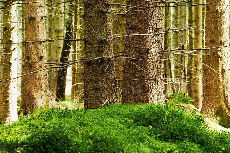 Spruce forest with mossy hill at front