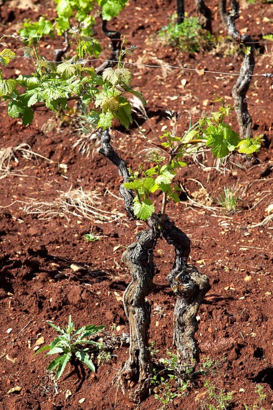Young vines of the variety Teran in a vineyard with mineral-bearing red clay near Barban