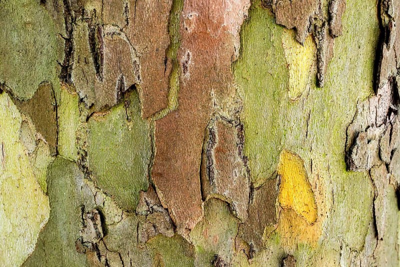 Bark of a London plane