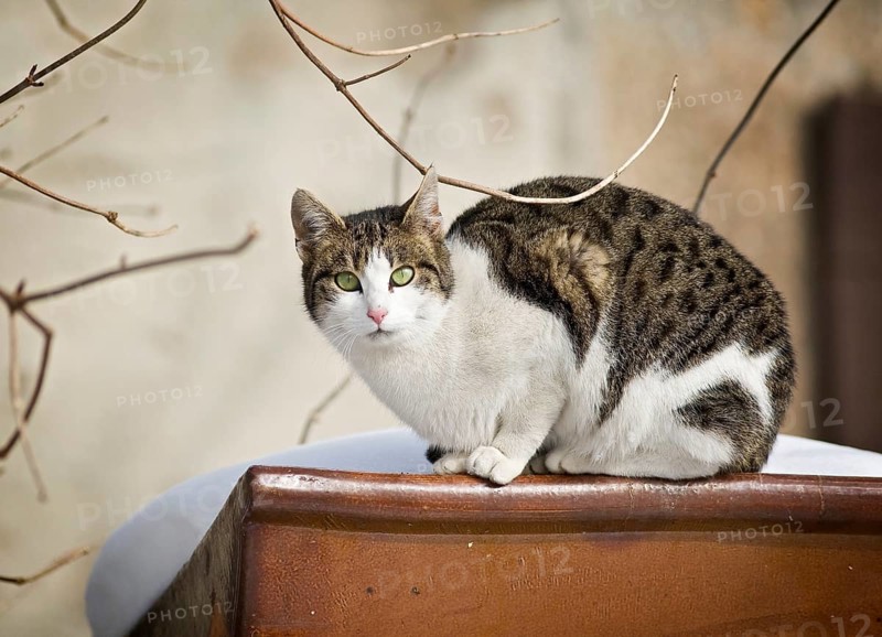 Brown tabby-white-spotted cat sitting on a ceramic trough in the snow