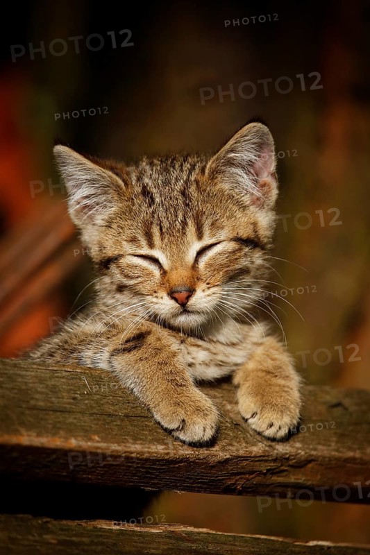 Brown tabby kitten