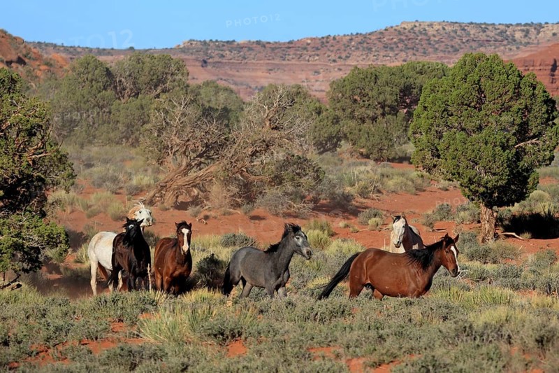 Herd of mustangs