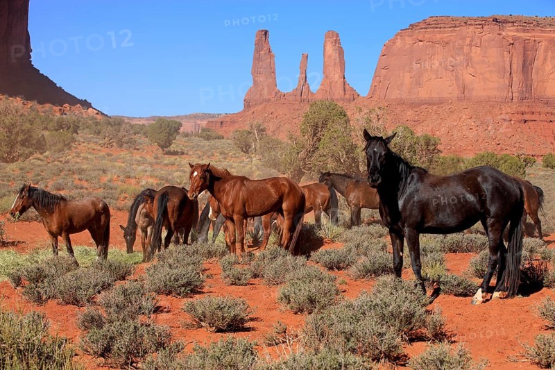 Herd of mustangs
