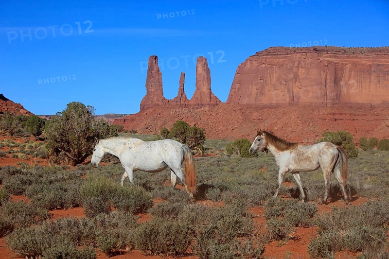 Mustangs