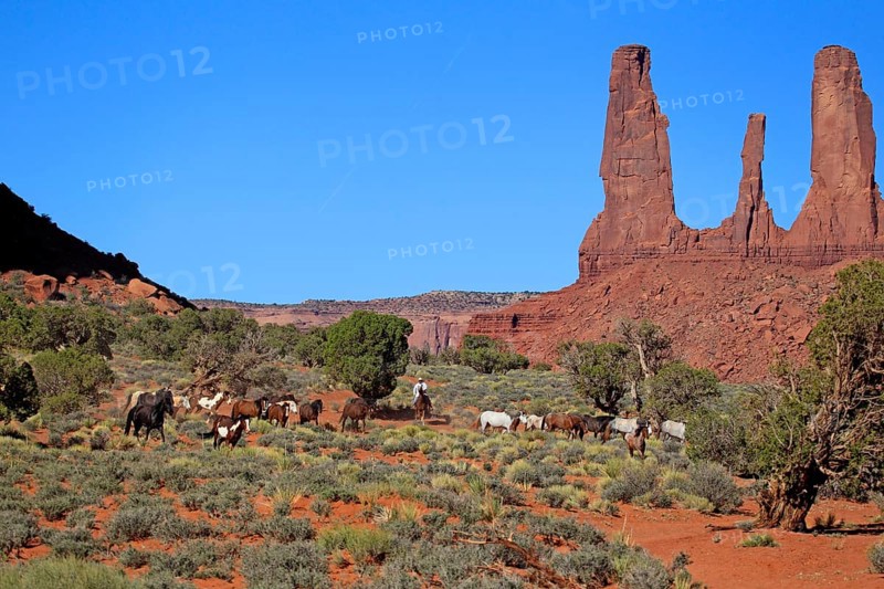 Navajo cowboy with Mustangs