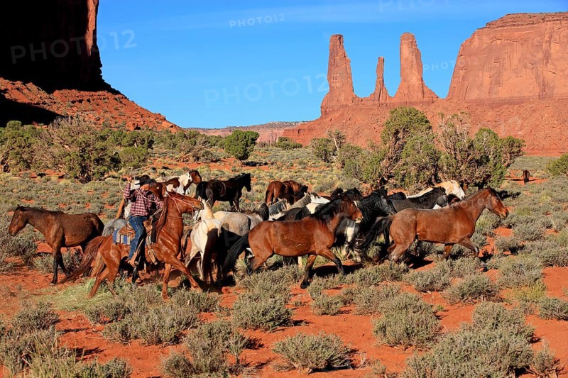 Navajo cowboy with Mustangs