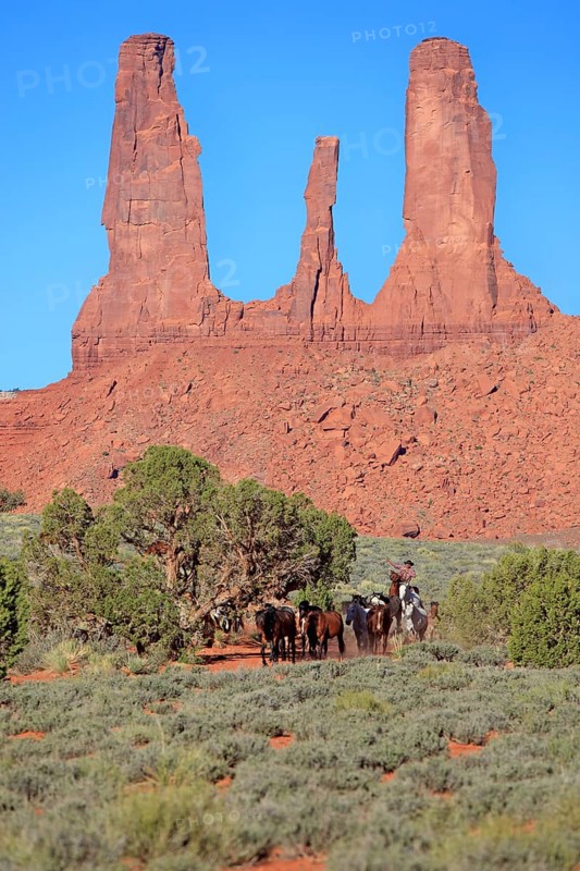 Navajo cowboy with Mustangs