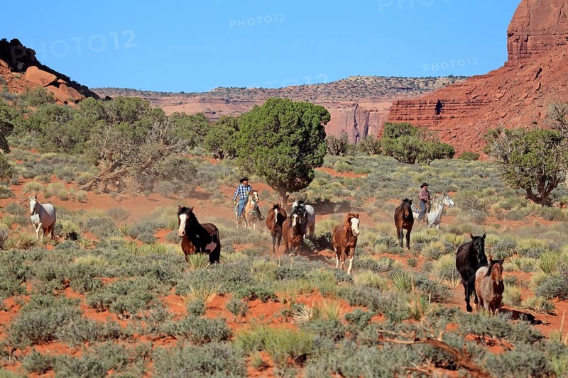 Navajo cowboys with Mustangs