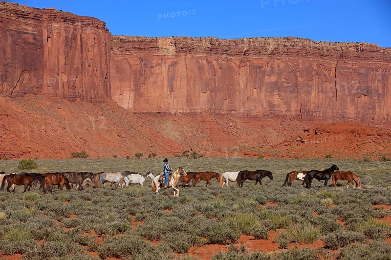 Navajo cowboy with Mustangs