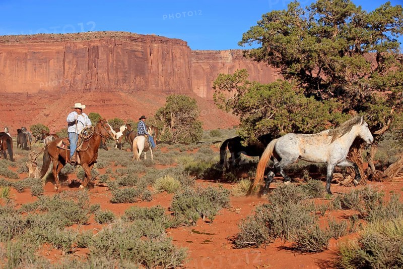 Navajo cowboys with Mustangs