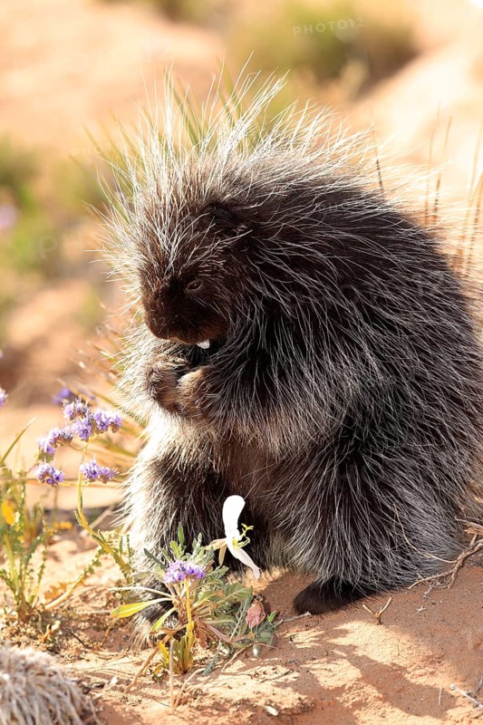 North American Porcupine (Erethizon dorsatum)