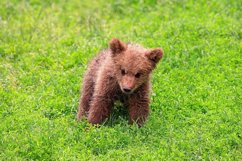 Brown Bear (Ursus arctos) cub