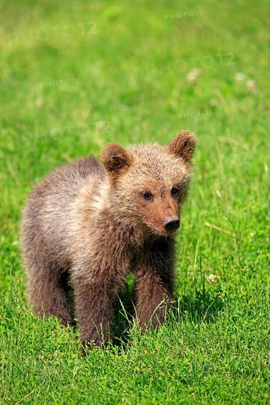 Brown Bear (Ursus arctos) cub