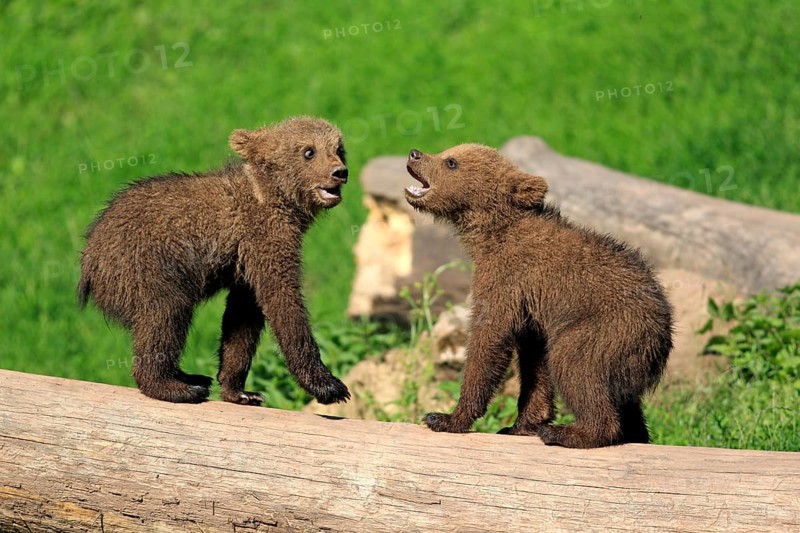 Brown Bear (Ursus arctos)