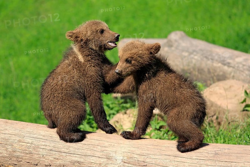 Brown Bear (Ursus arctos)