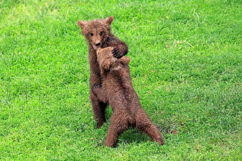 Brown Bear (Ursus arctos)