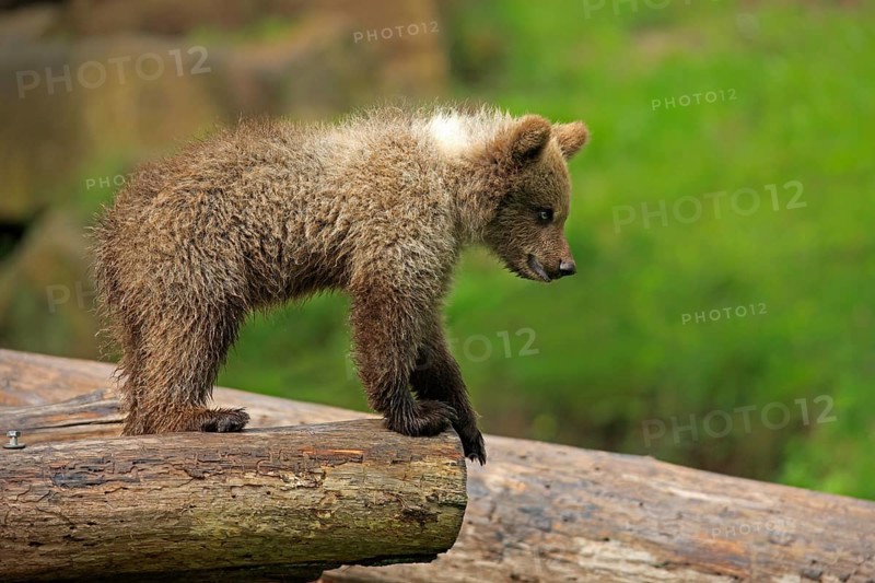 Brown Bear (Ursus arctos) cub