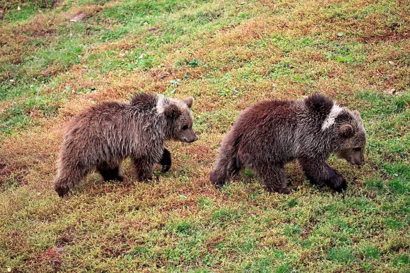 Brown Bear (Ursus arctos)
