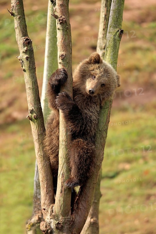 Brown Bear (Ursus arctos) cub climbing in tree
