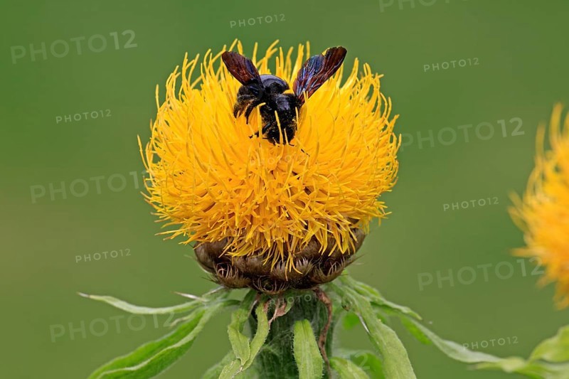 Large Violet Carpenter Bee (Xylocopa violacea) sitting on a yellow flower