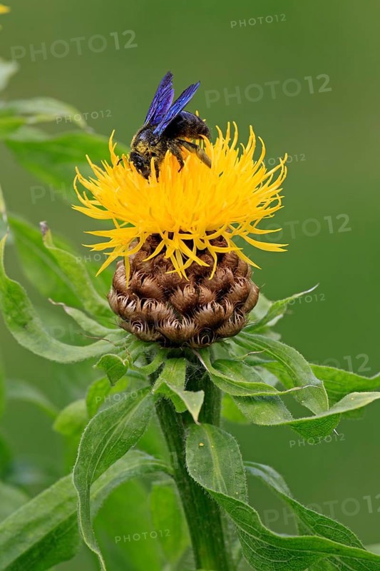 Large Violet Carpenter Bee (Xylocopa violacea) sitting on a yellow flower
